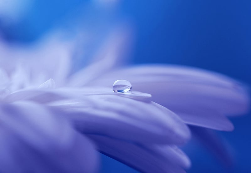 Magical Botanicals