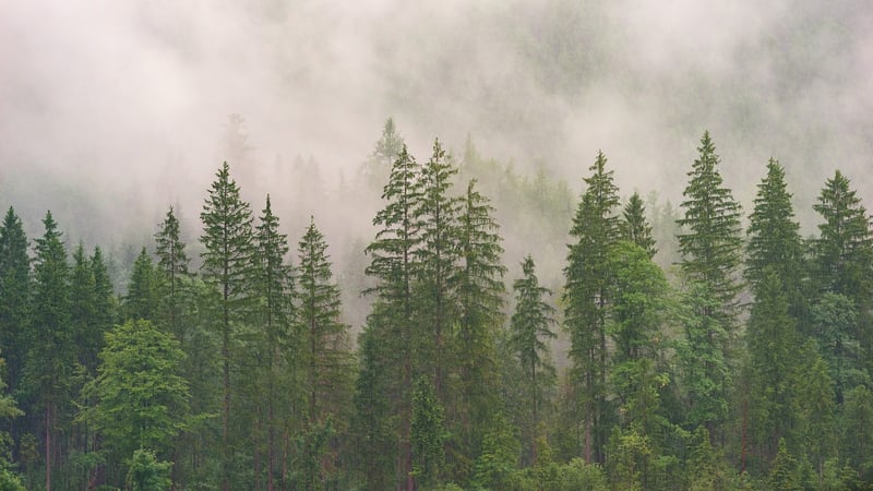 Ethereal Forest